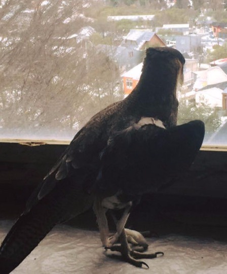 Caracara rescatado