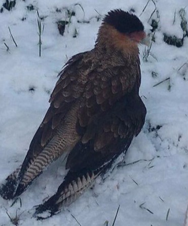 Caracara rescatado