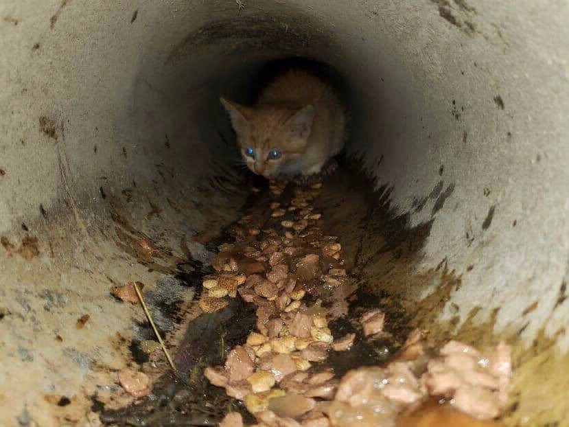 Gatito en alcantarilla